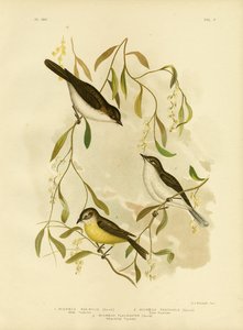 アライドフライキャッチャー、1891年 作： Gracius Broinowski